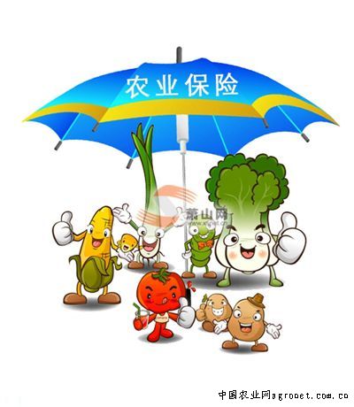康王红红薯种植技术