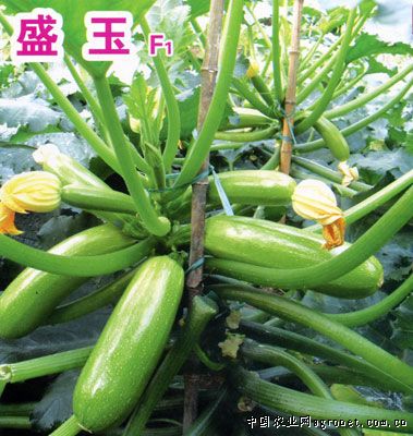 湘研1号辣椒品种产量高