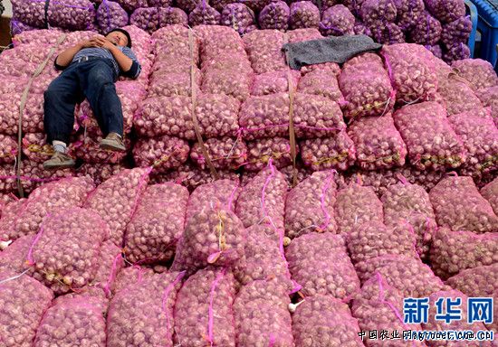 紫薯市场分析