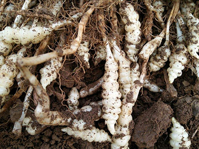 苏农6号红薯种植技术