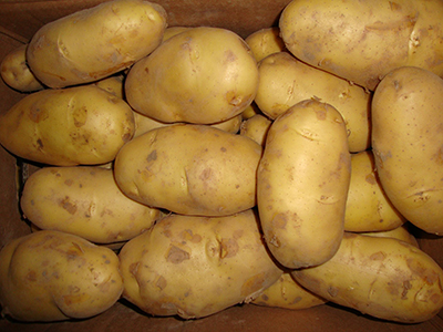 龙薯九红薯的高产栽培