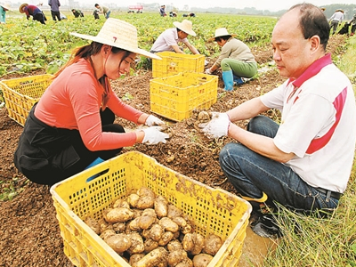 川薯228红薯种植基地