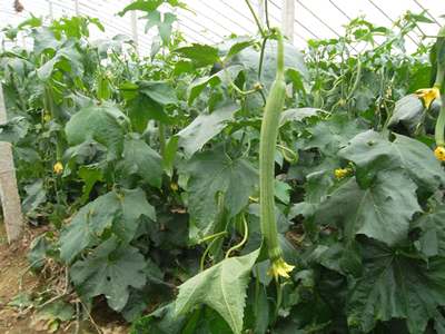 水果豌豆的栽培技术