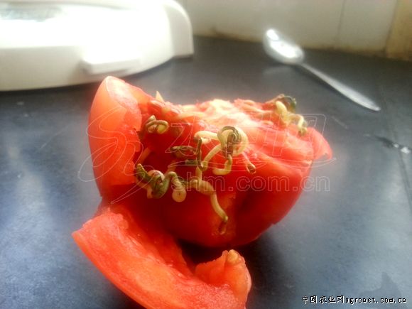 大红番茄种子品种