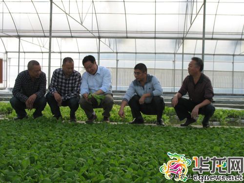 普定县韭黄种植产业