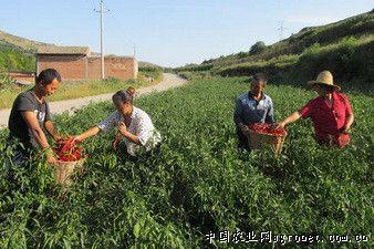 黄瓜高产施肥技术