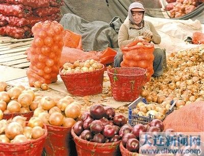 北京香菜专家咨询
