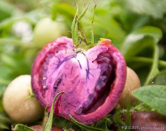 春菠菜啥时候种