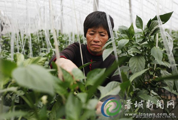 广昌茶树菇栽培技术