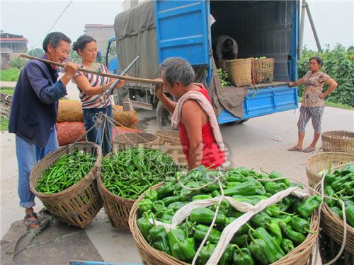 自贡市 苏菜网