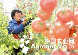 辣椒王种植技术视频