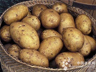 土豆病虫害防治技术