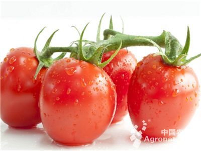 以色列番茄品种