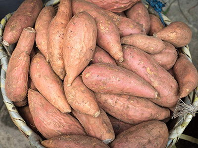 金堂红薯种植技术