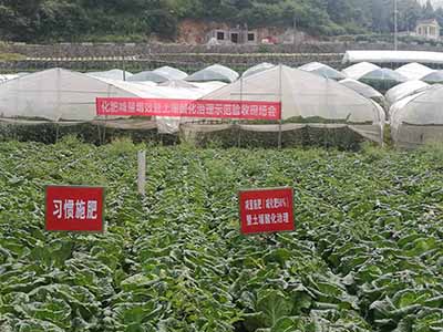 绿扁豆批发市场