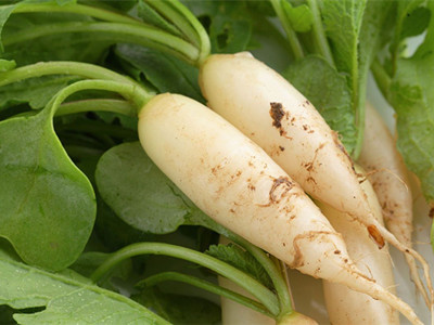 白花菜种植技术视频
