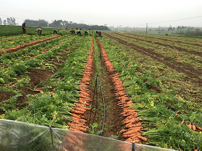 粉达利西红柿种植技术