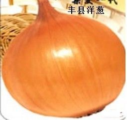 供应丰县洋葱