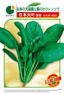 供应日本大叶菠菜——菠菜种子