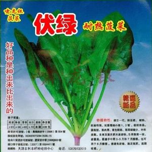 供应“啸龙银”伏绿(耐热型菠菜)—菠菜种子