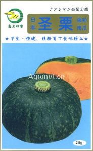 供应日本圣栗——南瓜种子