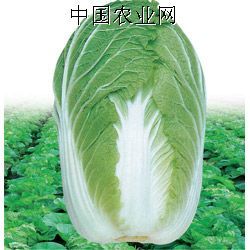 供应白菜