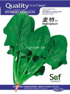 供应麦特F1—菠菜种子