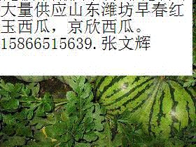 供应山东潍坊京欣西瓜早春红玉