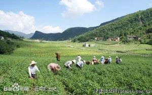 供应高山薄皮王—辣椒