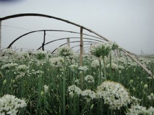 供应大量韭菜花，韭菜，韭花