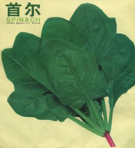 供应首尔（荷兰）—菠菜种子