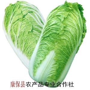 供应大白菜