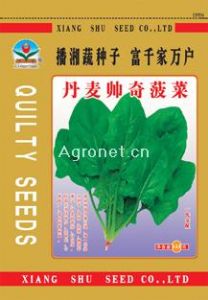 供应丹麦帅奇菠菜——菠菜种子