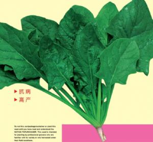 供应翠绿一号—菠菜种子