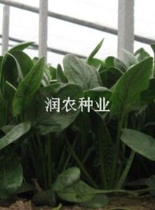 供应荷兰超冠—菠菜