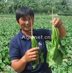 供应速必得速生菠菜—菠菜种子