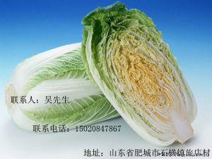 供应大量白菜土豆