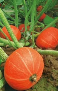 供应短蔓红盛—南瓜种子