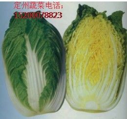 供应大白菜