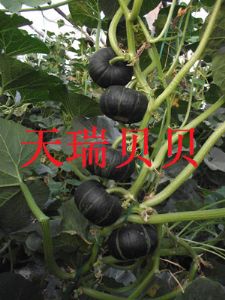 供应黑贝—南瓜种子