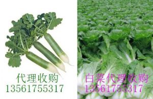 供应北京新3号白菜