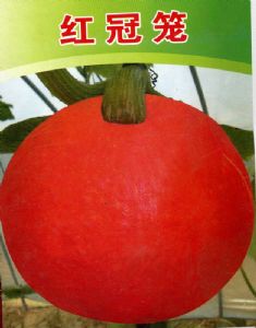 供应红冠笼—南瓜种子