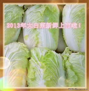 供应大白菜