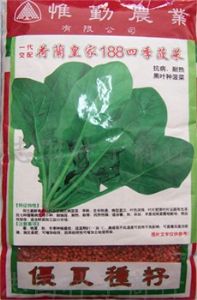 供应菠菜种子——荷兰皇家188四季菠菜