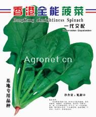 供应香港全能菠菜——菠菜种子