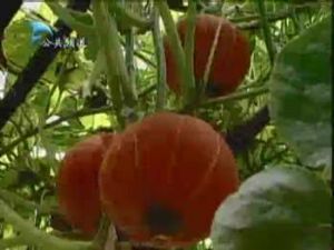 供应红板栗—南瓜种子
