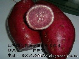 供应营养食品紫薯