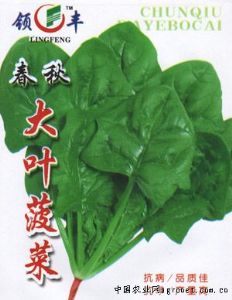 供应春秋大叶菠菜—菠菜种子