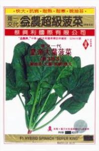 供应皇帝大叶8383—菠菜种子