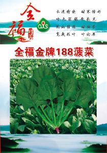 供应全福金牌188—菠菜种子